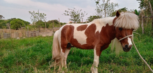 Imagem 1 de 5 de Vendo Ponei Com 90cm De Altura