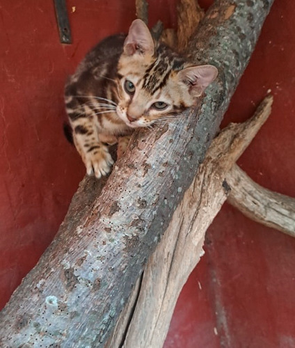Gatito Bengal- Bengali- Bengal No Siames/exotico/persa