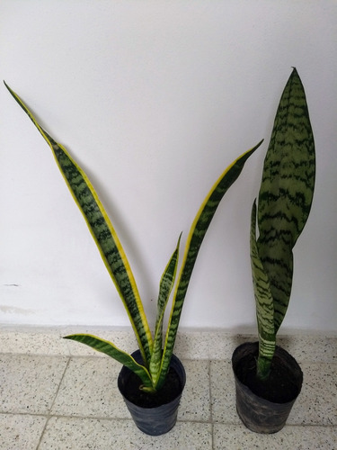 Sansevieria Verde Y De Borde Amarillo-lengua De Suegra
