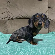 Comprar Cachorro Salchicha (dachshund) Arlequin Plata