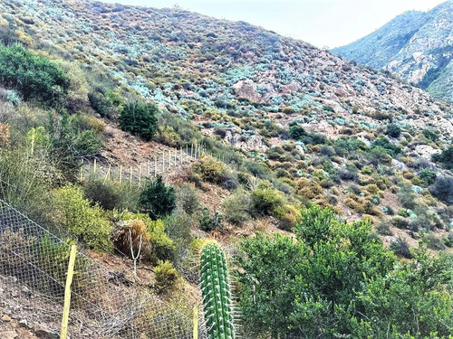 Venta De 2 Terrenos Con Bosque Nativo De 4.000/4200 M2., En