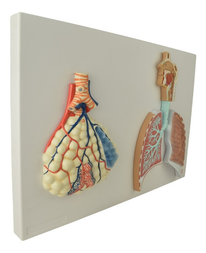 Modelo Anatomico De Sistema Respiratorio Enseñanza Educacion | Envío gratis