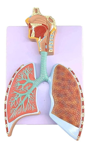 Modelo Anatomico Sistema Respiratorio Humano Daigmeng Tamaño