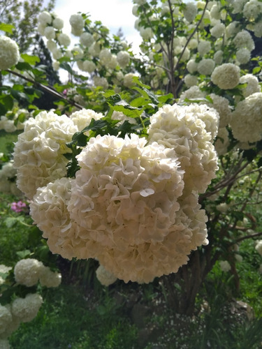 Viburnum Opulus, Bola De Nieve, Mundillo, Plantas