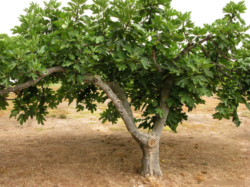 Árbol De Higo