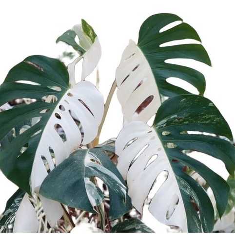 10 Sementes Monstera Meia Lua Rara