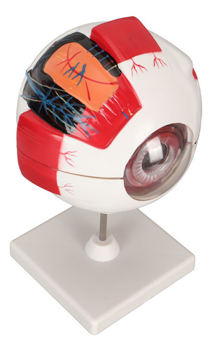 Anatomía Del Modelo Anatómico Del Ojo Humano 6 Veces, Pvc Fu