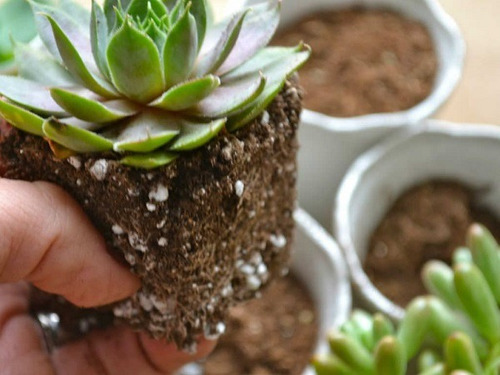 Sustrato Para Cactus, Suculentas O Carnivoras 15 Kg