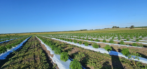 Vendo Campo En Canelones