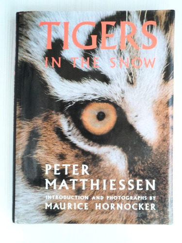 Livro Tigers In The Snow - Ilustrado - Tigres Siberianos