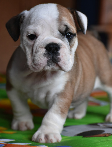 Bulldog Ingles Con Pedigree Ultima Hembra Entrga En Mayo 