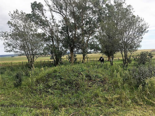 Imagen 8 de 14 de Campo 66 Hs Agricola-ganadero En Balcarce