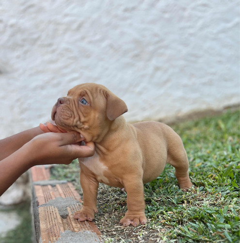 American Bully Con Pedigree