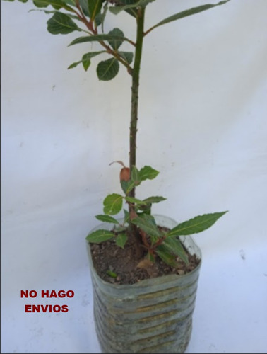 Planta Laurel - Nobilis ( Comestible ) No Hago Envios
