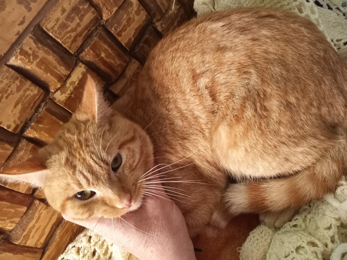 Gatito Macho Anaranjado Garfield