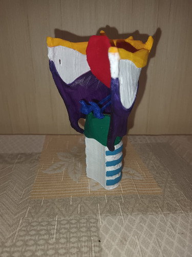 Anatomía: Modelo De Laringe 3d