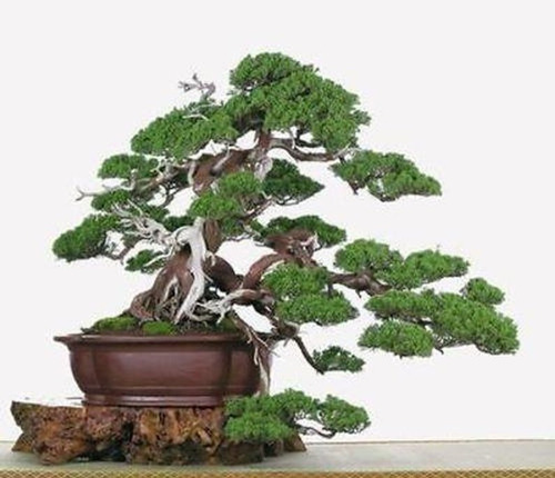 20 Sementes Juniperus Chinensis Bonsai Frete Rápido P/ Mudas