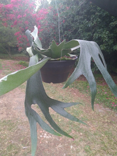 Imagem 2 de 6 de Chifre De Veado Regina/platycerium Regina - Plantada Na Cuia