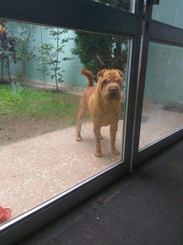 Imagen 8 de 8 de Servicio De Monta: Perrito Shar Pei