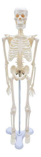 Esqueleto Humano Para Estudio Gadnic Pequeño Completo