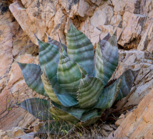 Agave Colorata, Maguey Mezcal Ceniza 10 Semillas, Nv
