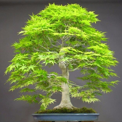 Semillas Arce Japonés Acer Palmatum Alta Germinación Bonsai