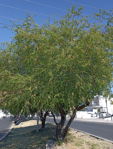 Mezquite, Prosopis Glandulosa, 500 Semillas, Nv