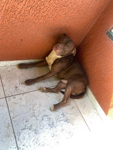 Vendo Fêmeas De Pitbull Puro C/ Pitmonst (mãe E Pai Na Foto)
