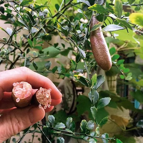 Kit 3 Árbol Limón Caviar Injerto, Frutal Certificada