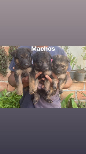 Imagem 2 de 5 de Filhotes De Pastor Alemão