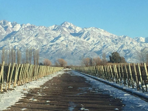 Terreno En Venta Viñedo 28 Has En Mendoza