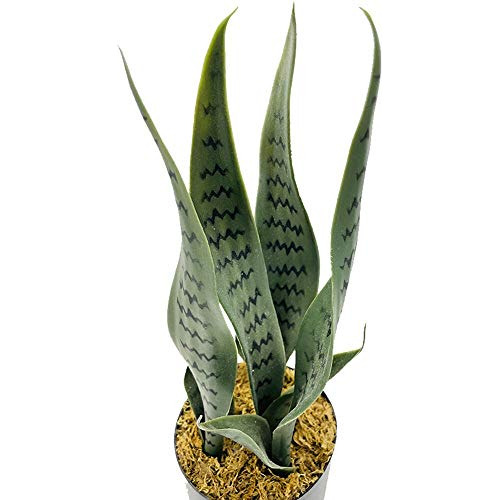 Planta Artificial Sansevieria De 16 Pulgadas, Pequeño ...