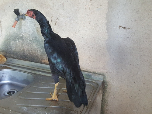 Ovos Galados De Galo Raca Tailandes Negro Puro