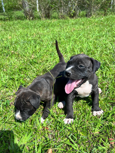 American Staffordshire Terrier - Fêmea