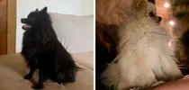 Comprar Lulú De La Pomerania