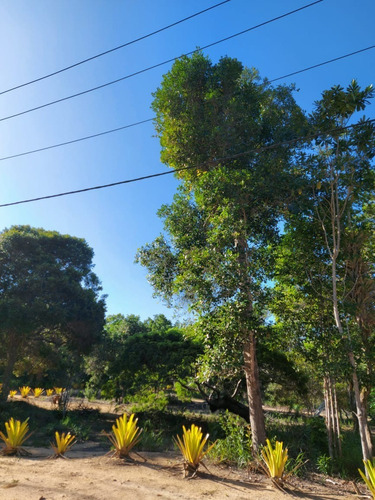 Imagem 4 de 23 de Terreno À Venda Em Arraial D'ajuda - Porto Seguro, Terreno Plano Com Área Limpa Pronta Para Construção, Ponto De Água, Energia, Área De Lazer E Playground