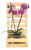 Comprar Floreira Treliça De Madeira Jardim Vertical Para Vasos 1peça