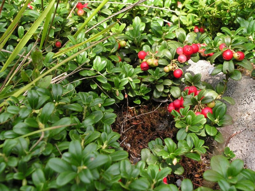 Imagem 9 de 10 de Frete Grátis Cereja Americana / Cranberry - Sementes Fruta