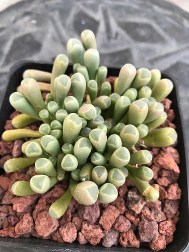 Frenestraria Aurantiaca Suculenta Africana Lithops Cactus