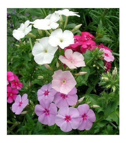 Pack Combo Flores Otoño