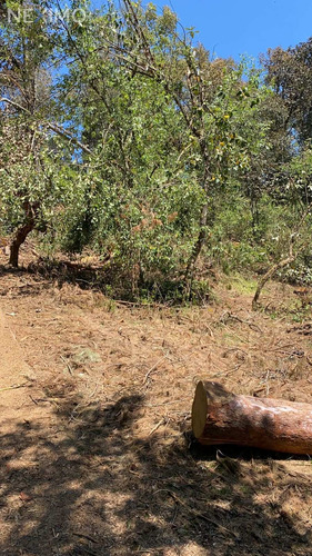 Imagen 3 de 6 de Se Vende Terreno Boscoso En Acaxochitlan, Hidalgo.