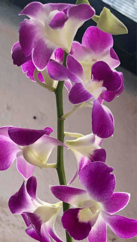 Imagen 3 de 8 de Orquídeas Dendrobium Phalaenopsis