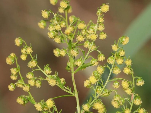 Artemisia Annua 100 Semillas Auténticas 100% Orgánicas
