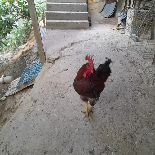 Gallinas Criollas Ponedoras (Usado)