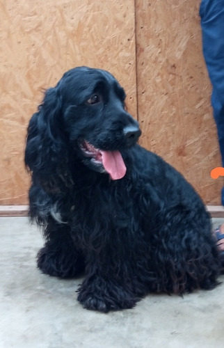 Imagen 2 de 3 de Cachorros Cocker Spaniel Inglés Hembras