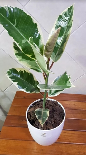 Ficus Elastica -gomero- Variegado