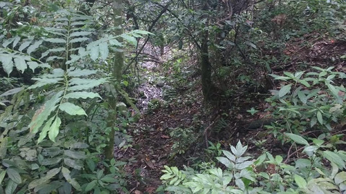 Imagem 10 de 15 de Terreno Para Chácara