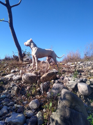 Imagen 2 de 3 de Dogo Argentino Del Pirita