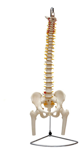 Coluna Vertebral Flexível Com Pelve Parte Fêmur Do Esqueleto