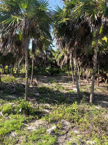 Terreno Frente La Playa 450 M2